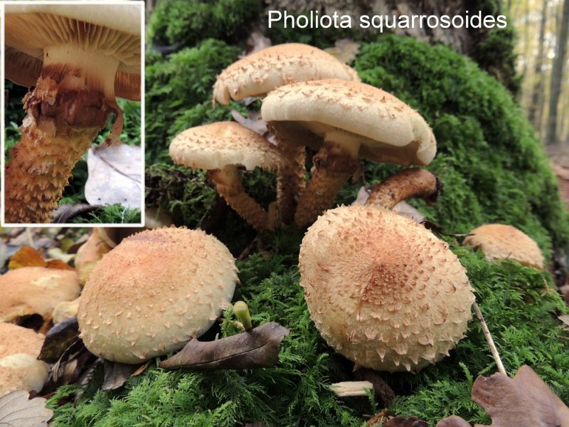 Pholiota squarrosoides-amf1451.jpg - Pholiota squarrosoides ; Syn1: Pholiota ochropallida ; Syn2: Pholiota romagnesiana ; Nom français: Pholiote squareuse